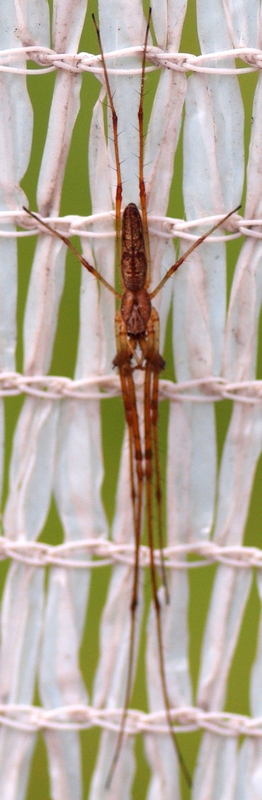Tetragnatha sp.